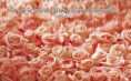 /album/fantasias/fondo-rosas-jpg/